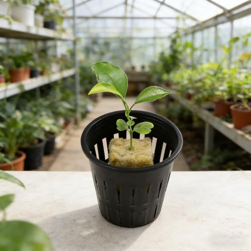 Laine de roche pour système hydroponique perméable à l'air et filet de pot - 3