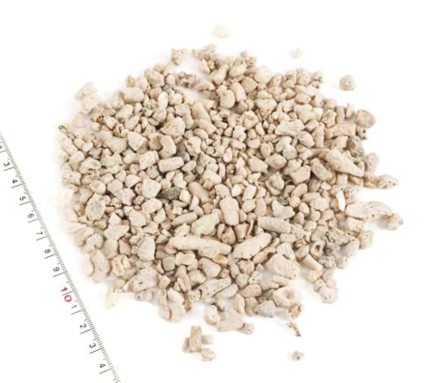 貝殻　サンゴ 楽天市場】貝殻 サンゴの通販