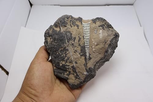 Image of Natural Orthoceras Fossil from Devonian Period Fossil from Morocco A311