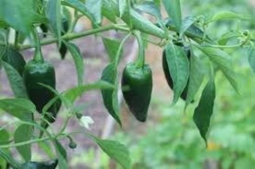 Pepper Poblano Organic