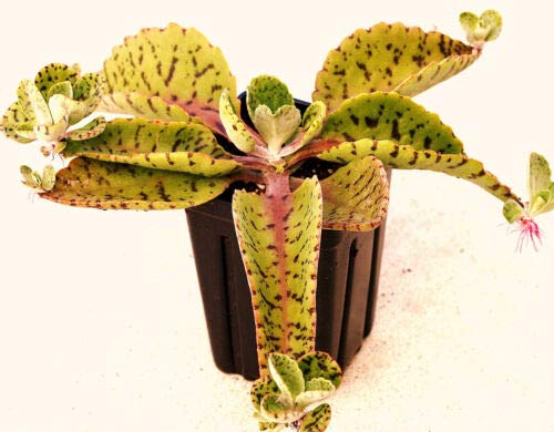 OREJAS DE BURRO - Kalanchoe Gastonis-Bonnieri Planta Suculentas Exóticas Semillas -15 SEMILLAS -:Semillas
