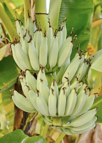 Kokopo Banana Live Plant - Dwarf Banana Tree - Patupi Banana Plant - Short Cycle Banana - 5-8 Inches Tall - Container and Outdoor Growth