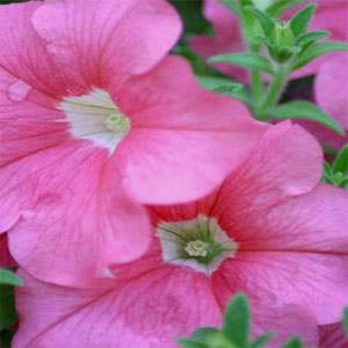 Miniatura 7 de Outsidepride Pink Petunia Grandiflora Seeds - 250 unidades. Semillas de flores anuales, compactas y versátiles para plantar flores vibrantes de bajo