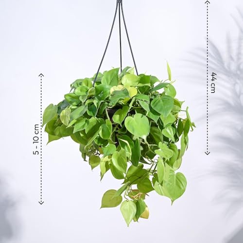 Philodendron Oxy d'intérieur haut de gamme dans son écrin doré chic