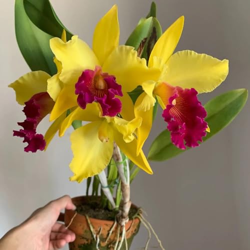 Semillas de orquídea Cattleya Macizo de orgánicas orquídea...