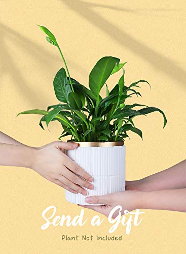 Greenaholics Planter Pots- 4.6 inch Cement Planters, Flower Plant Container, for Snake Herbs Orchid Plant, Medium Indoor Outdoor Plant, Vintage Style, Unglazed Bonsai, with Drainage Hole, White