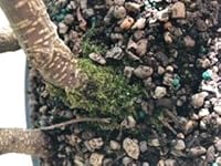 Review Image by Abalgir Abalgir