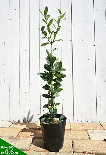 Amazon | ブルーベリー 苗 デューク ノーザンハイブッシュ系2年生苗