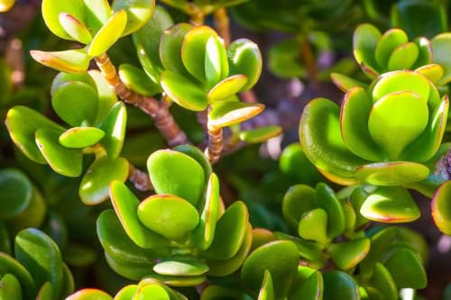 Image of Live Jade Plant with Pot | Good Luck Feng Shui Money Succulent Plant | Low Maintenance Indoor Outdoor Air Purifying Plant for Home Living Room Office Desk Decor | Pack of 1