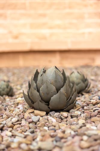 Desert Steel Succulent Parent (Artichoke, Small) #TOP2