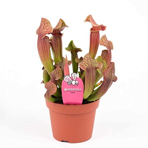1 planta de sarracenia variada maceta 8 cm planta carnívora