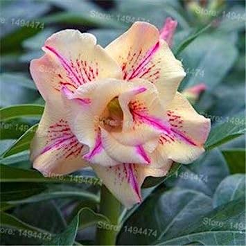 New 4pcs Desert Rose Flower Seeds for Gardening White Pink: Only Seeds
