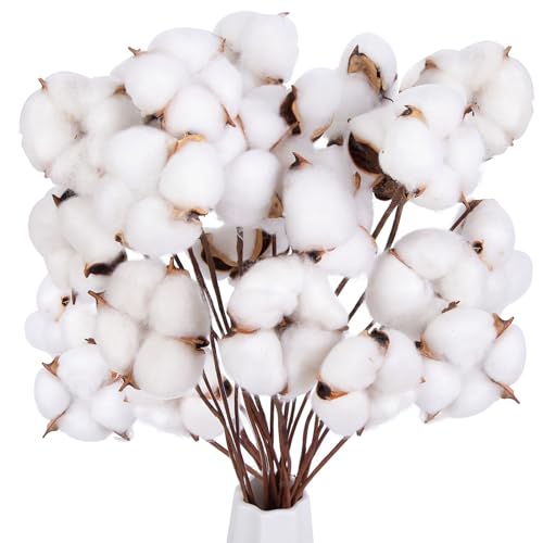 DomeStar 30PCS Natural Dried Cotton Stems 16' Tall, Rustic Cotton Sprigs for Vase Fillers, Floral Arrangements and Farmhouse Fall Decorations and DIY Crafts