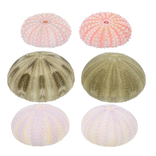 Operitacx 6 PièCes Conque Coquilles D'Oursins De Plage MéLanger Les Coquillages Artisanat De Coquilles D'Oursins Pot De IntéRieur Bord De Mer Bracelet...
