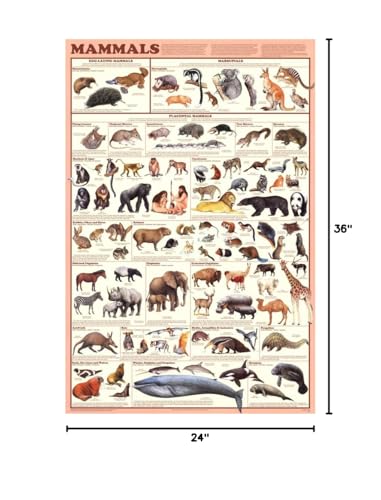 Laminated Mammals Educational Animal Chart Poster Laminated Poster 24 x 36in