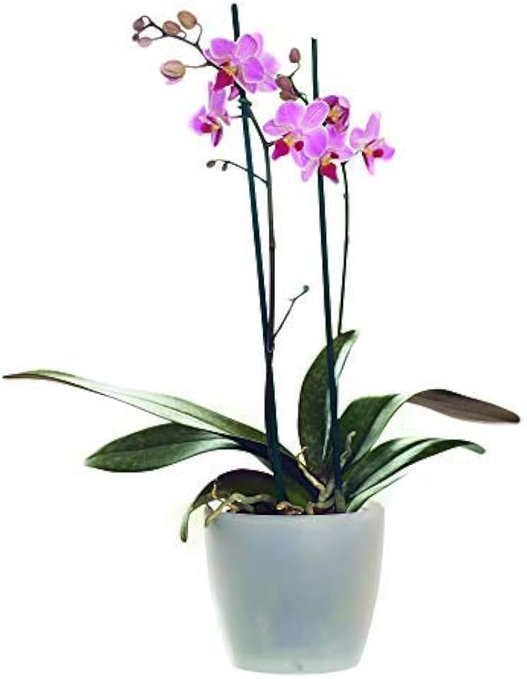 Amazon.co.uk Orchids Orchids / Indoor Plants Home & Garden Store