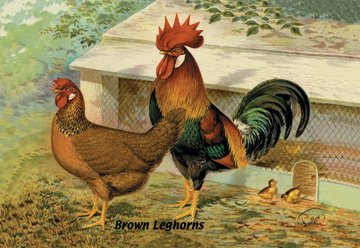 Buy Enlarge 0-587-05644-4C12X18 Brown Leghorns- Canvas Size C12X18
