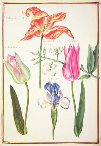 Arte en lienzo Studi floreali Tulipani de Nicolas Robert para decorar paredes, 60x90cm