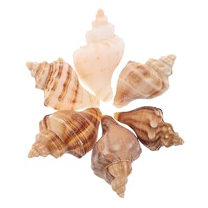 Toddmomy 6 Stück Muschelhörner Dekorative Muscheln