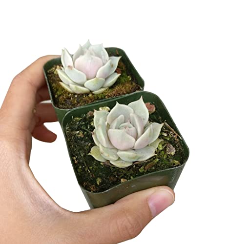 Echeveria Lola White Rosette Succulent | Healthy Succulent Echeveria Live Easy Care Indoor House Plant, Fully Rooted In 2/4 Inch Sizes (2" + Clay Pot) #TOP1