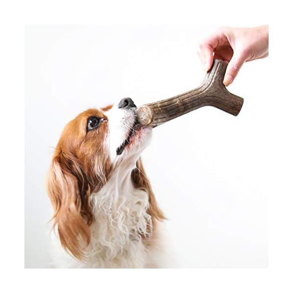 Benebone Maplestick Durable Dog Chew Toy for Aggressive Chewers, Real Maplewood, Made in USA, Medium Benebone Maplestick Durable Dog Chew Toy for Aggressive Chewers, Real Maplewood, Made in USA, Medium