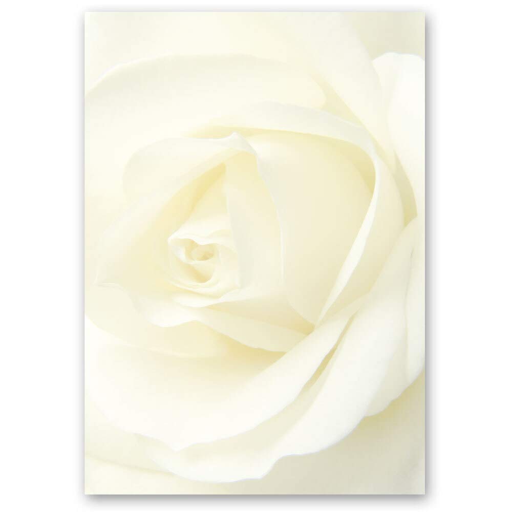 Motif Letter Paper! White Rose Flowers & Petals, Love & Wedding 250 Sheets DIN A5 - Paper-Media