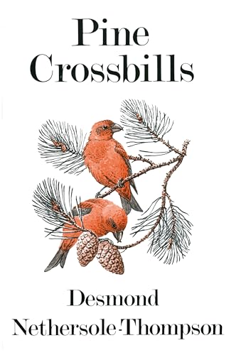 Pine Crossbills view 2