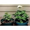 Helps Your Plants Grow Bigger Faster and Stronger 30lb Bucket
