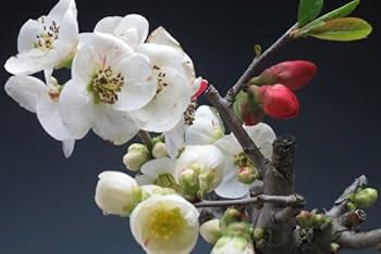 寒ボケ白花　樹高10cm 盆栽 ミニ盆栽 寒ボケ白花 樹高10cm