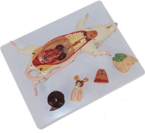 Sjdopulse A Mouse Natomical Model - Nimal Natomy Ssembling Puzzle Model Mouse Model - The Natomical Structure Model Of Mouse Organs For Biology Teaching Laboratory Nimal Natomy Teaching Model ( )