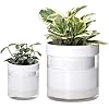 Phoenix Vine 6 Inch Self Watering Planter Pot, Design
