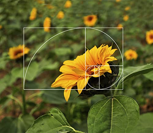 LUAATT Golden Ratio Viewer, 2 unidades portátil Fibonacci Composition View Finder, ferramenta de vis