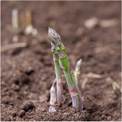 Seed Needs, Mary Washington Asparagus Seeds For Planting (Asparagus Officinalis) Heirloom, Non-Gmo & Untreated (2 Packs) #TOP3