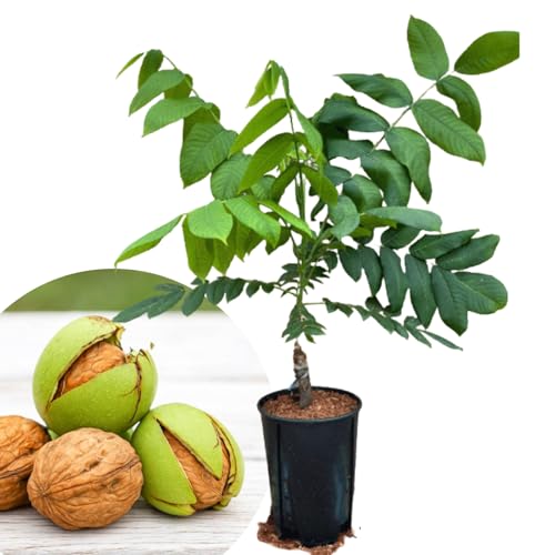 Black Walnut Tree Live Plant, 1-1.5 Feet Cold Hardy, Dormant, 1 Year Old Walnut Butternut Like, Walnuts Trees for Spring Planting