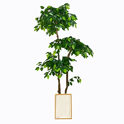 Ficus Bonsai Groß Die 15 besten Produkte im Vergleich