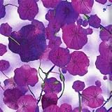1/2 Yard Purple Violets on Vines - Cotton Fabric - (Great for Quilting, Sewing, Craft Projects,...