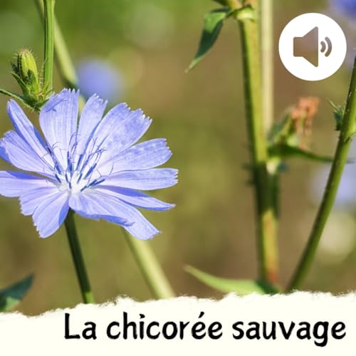 La chicor&eacute;e sauvage