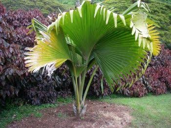 Mphmi Nurseryplant Lodoicea maldivica - Plant