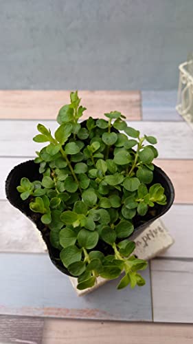 【花苗】 リシマキア ヌンムラリア オーレア 9cmポリポット 1苗