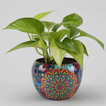 KUMUBON Multicolor Money Plant - |money plant n sjf pai_Plnt09|-picture-10