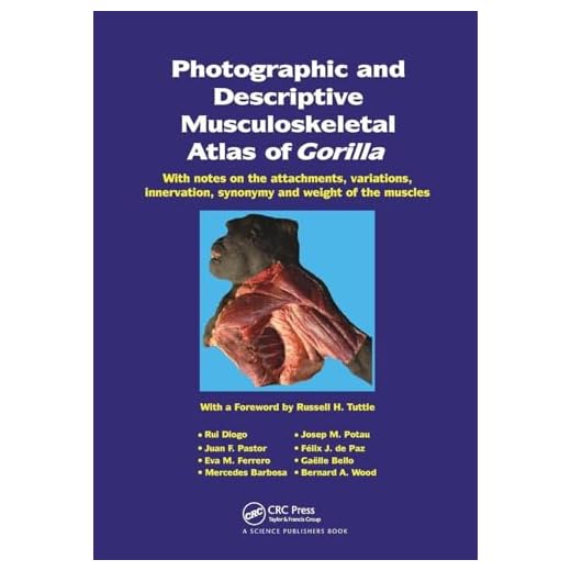 Gorilla Musculoskeletal Atlas for Anatomy Study