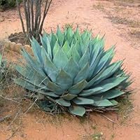 Amazon｜【種子】Agave Ovatifolia ◇アガベ・オバティフォリア／鯨舌