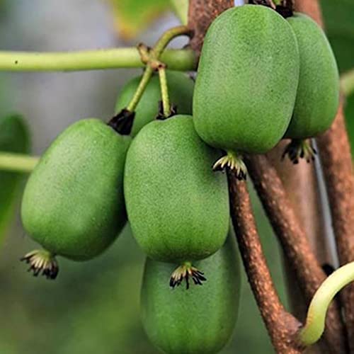 Fruit Seeds For Planting Hardy Kiwi Vine Seeds 20 Pcs Non-Gmo Organic Delicious Actinidia Arguta Seed Easy Grow Nutritious Kiwi Fruits Seeds #TOP13