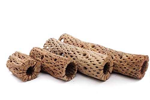 Image of 3, 6, 9, 12 Inch All Natural Teddy Bear Cholla Wood Extra Hollow Untreated Organic Aquarium Driftwood Decoration Chew Toy Shrimp Crab Cichlid Nano Tank Birds 1 or 5 Pieces (1 Piece, 12 inch)