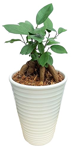 Ԃ̃Mtg KW} KW}̖ ϗtA ~j { A ܂ KW}A