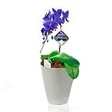 青色胡蝶蘭 ブルージーン R PVP 1本立