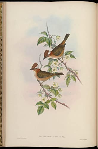 Tableau animal Ixulus Occipitalis, une toile vintage élégante de 60x90cm