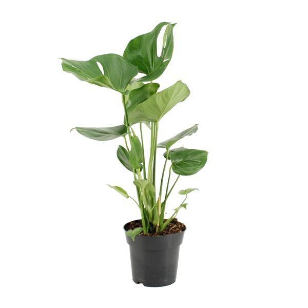 Köstliches Fensterblatt Monstera Deliciosa ca. 60 cm hoch Ø17 cm ca. 60 cm