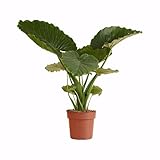 ALOCASIA GAGEANA CALIFORNIA : Impressionnante plante d'intérieur aux grandes feuilles vert vif rappelant des oreilles d'éléphant. Variété compacte, idéale pour les petits espaces.