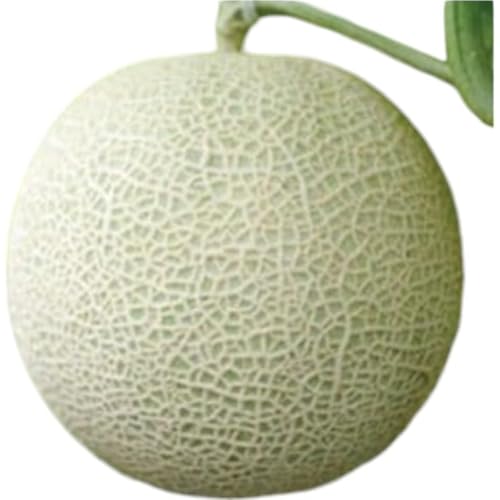 クラウンメロン(白等級)小玉 1玉入 マスクメロン 静岡県 袋井市産 果実の王様 メロン 果物